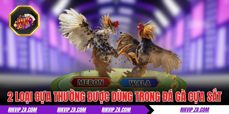 Đá Gà Cựa Sắt - Tìm Hiểu Thể Loại Chọi Kê Đậm Chất Máu Lửa 2 Các loại cựa thường được dùng trong đá gà cựa sắt